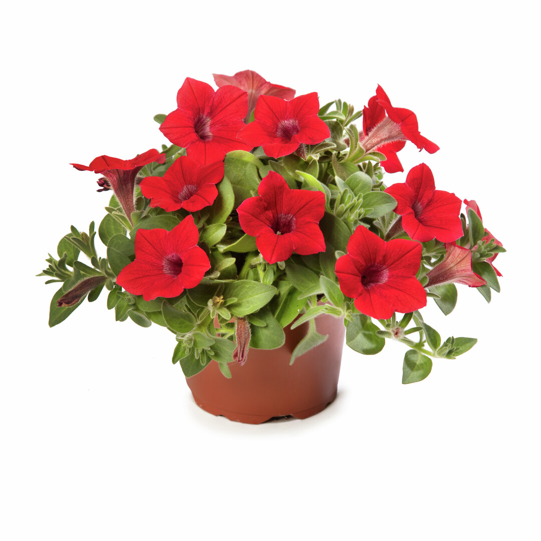 Petunia hybrid Dekko Red