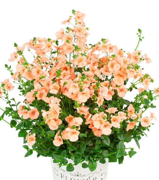 Diascia Barberae Elfjes® Salmon