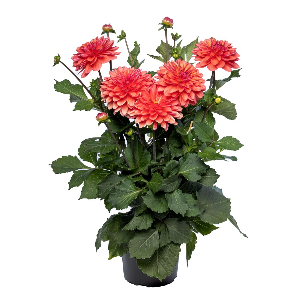 Collection Coral Pink