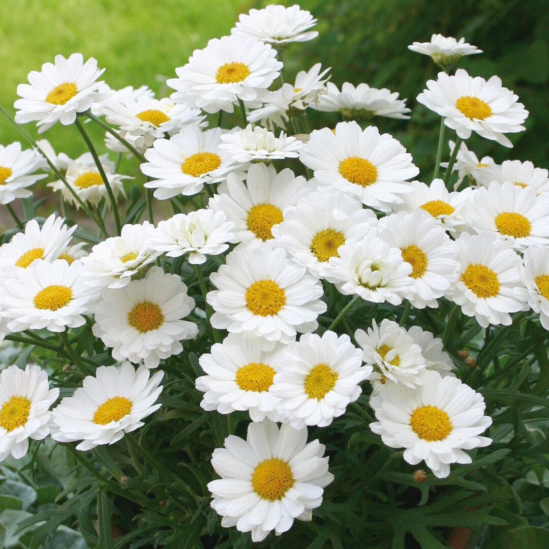 Argyranthemum frutescens Percussion® White