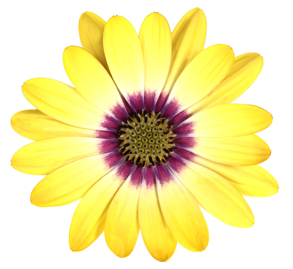 Osteospermum ecklonis Señorita® Kiki