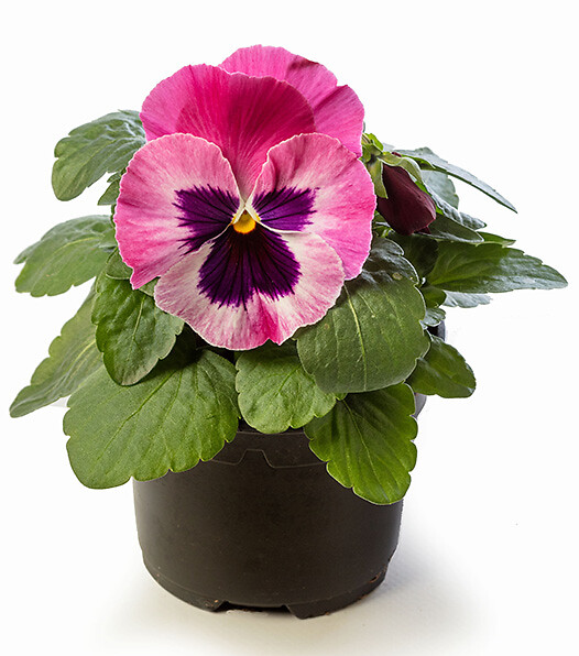 Viola wittrockiana Select Pink Blotch
