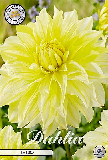 Dahlia La Luna