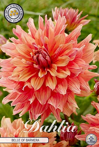 Dahlia Belle Barmera