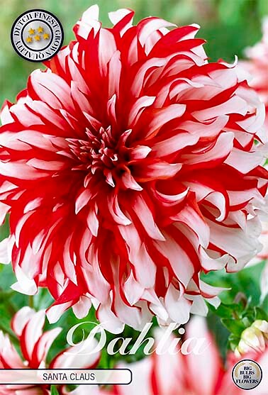 Dahlia Santa Claus