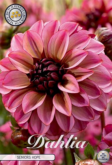 Dahlia Seniors Hope