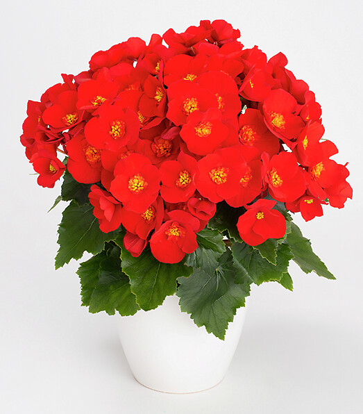 Begonia elatior hybrid Belove Red®