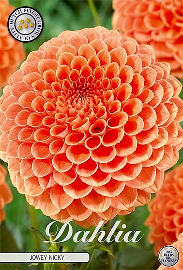 Dahlia Jowey Nicky