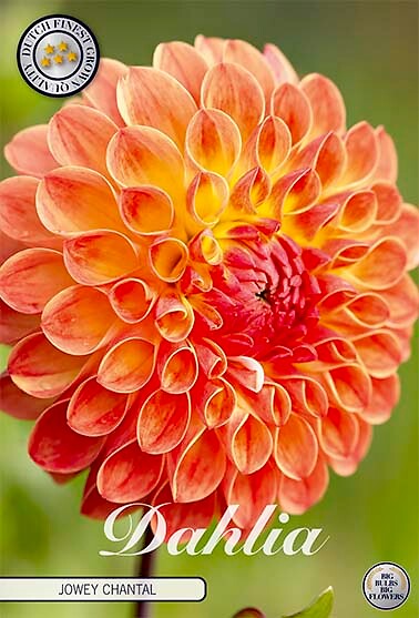 Dahlia Jowey Chantal