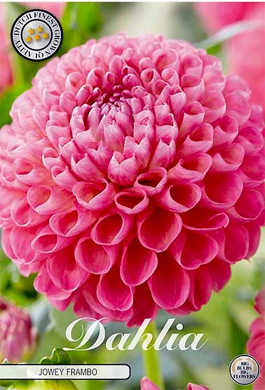 Dahlia Jowey Frambo