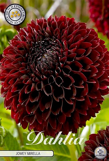 Dahlia Jowey Mirella