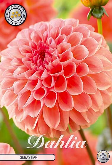 Dahlia Sebastian