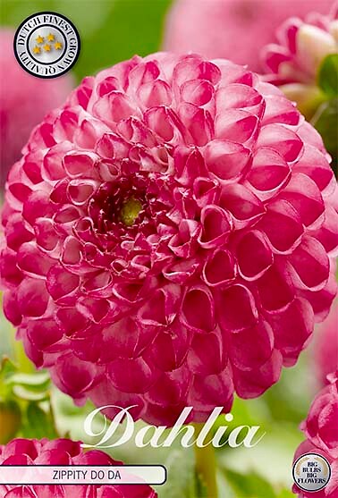 Dahlia Zippity Do Da