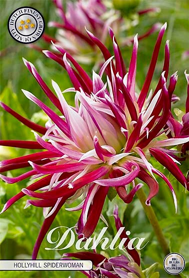 Dahlia Hollyhill Spiderwoman