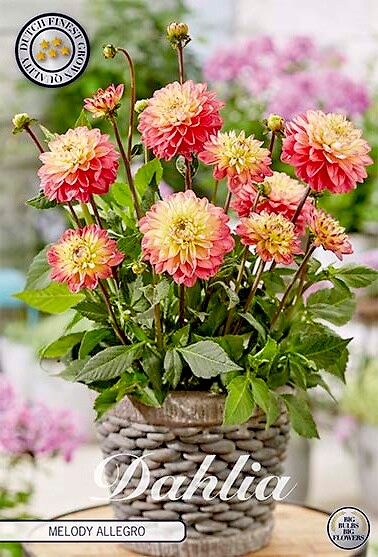 Dahlia Melody Allegro