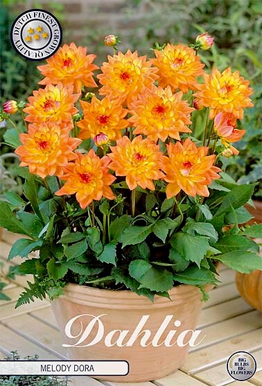 Dahlia Melody Dora