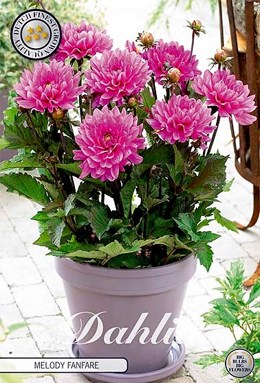 Dahlia Melody Fanfare