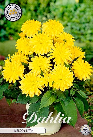 Dahlia Melody Latin