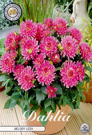 Dahlia Melody Lizza