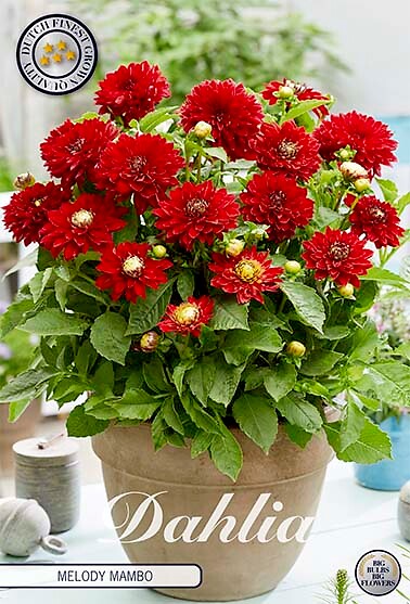 Dahlia Melody Mambo