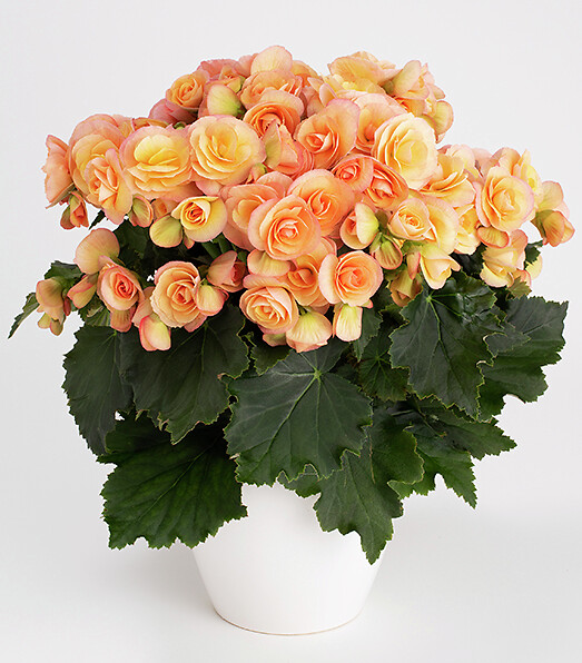 Begonia elatior hybrid Hailey Sunset®
