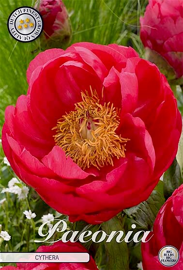 Paeonia Cytherea