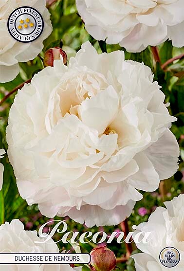 Paeonia Duchesse De Nemours