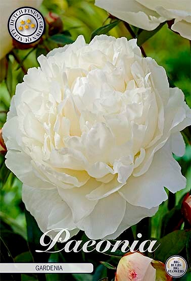Paeonia Gardenia