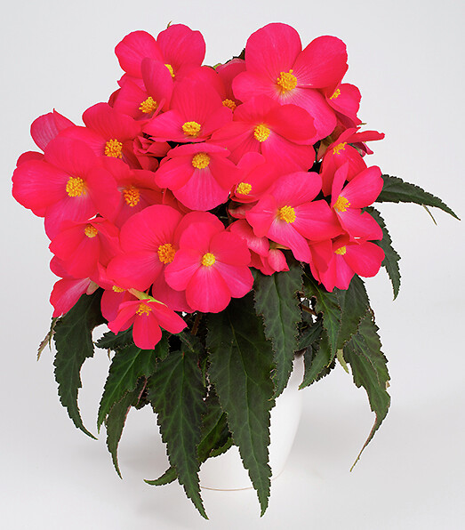 Begonia boliviensis Florencio Hot Pink®