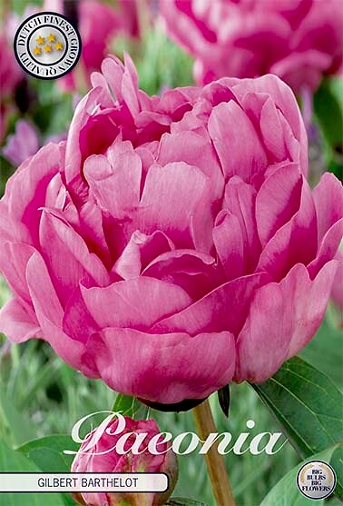 Paeonia Gilbert Barthelot