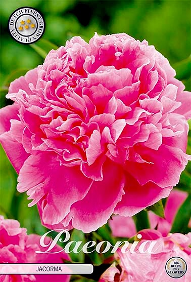 Paeonia Jacorma