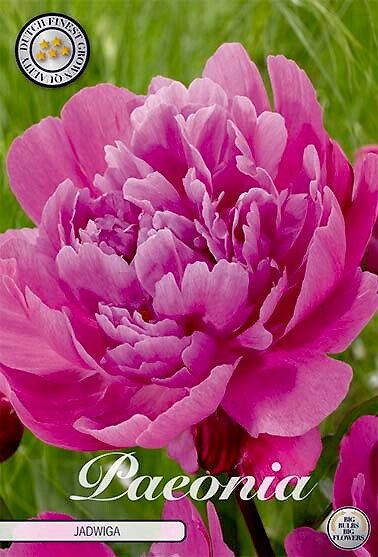 Paeonia Jadwiga