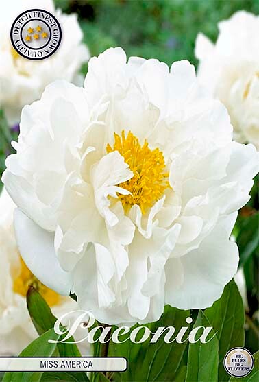 Paeonia Miss America