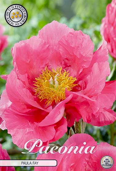 Paeonia Paula Fay