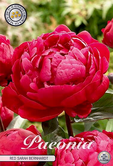Paeonia Red Sarah Bernhardt