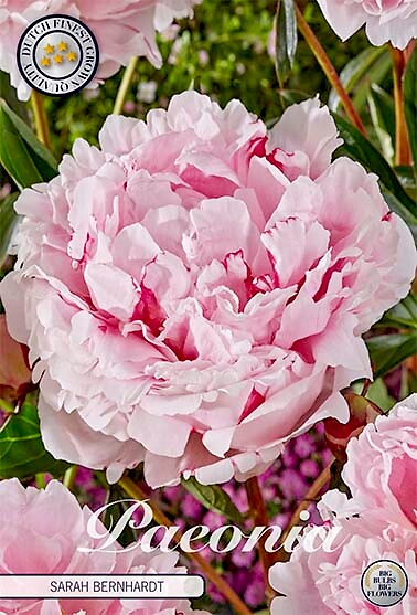 Paeonia Sarah Bernhardt