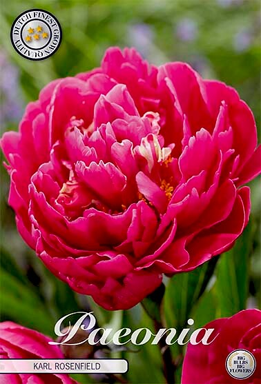 Paeonia Karl Rosenfield