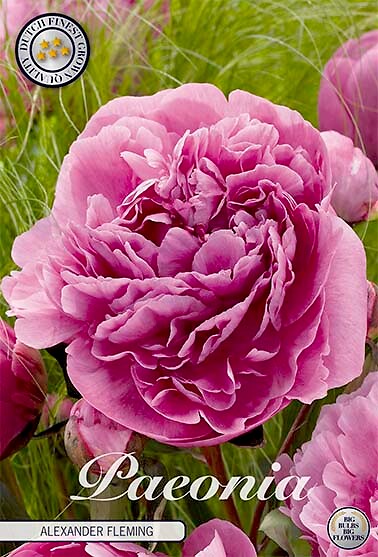 Paeonia Alexander Fleming