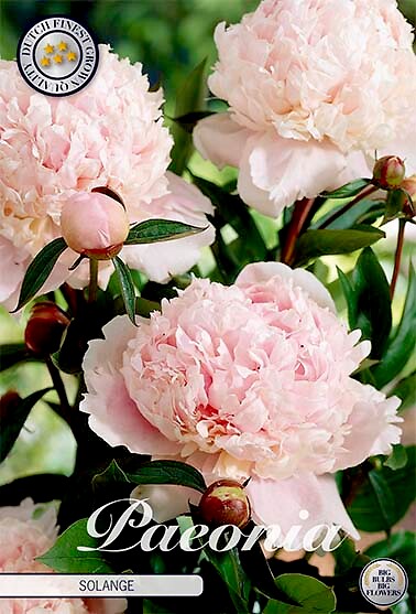 Paeonia Solange