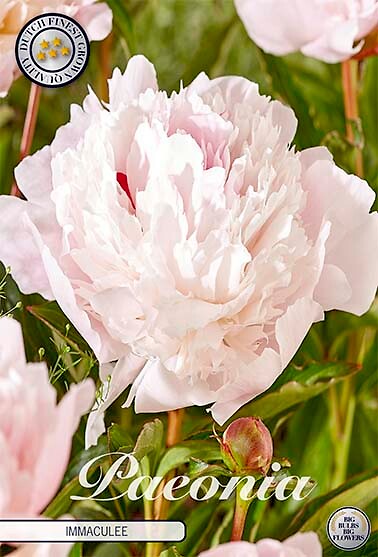 Paeonia Immaculee