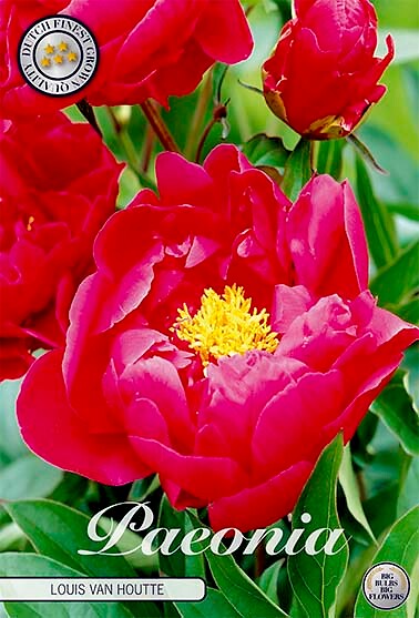 Paeonia Louis Van Houtte