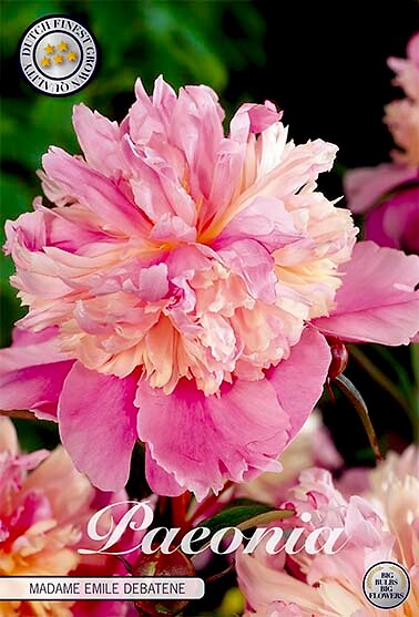 Paeonia Mme Emile Debatain