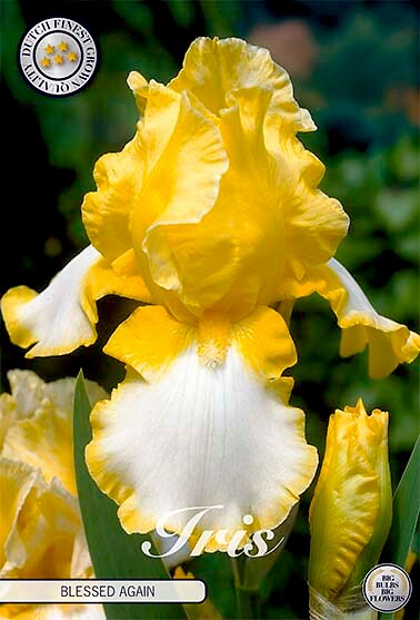 Iris Germanica Blessed Again