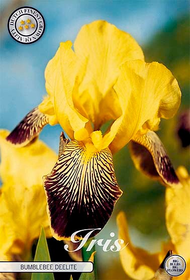 Iris Germanica Bumblebee Deelite