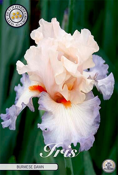 Iris Germanica Durmese Dawn