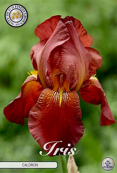 Iris Germanica Caldron