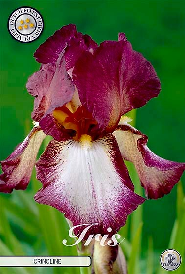 Iris Germanica Crinoline