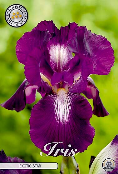 Iris Germanica Exotic Star