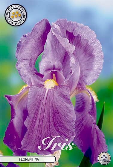 Iris Germanica Florentina