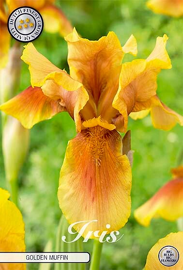 Iris Germanica Golden Muffin